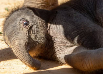 Houston Zoo celebrates the holiday season with baby animals
