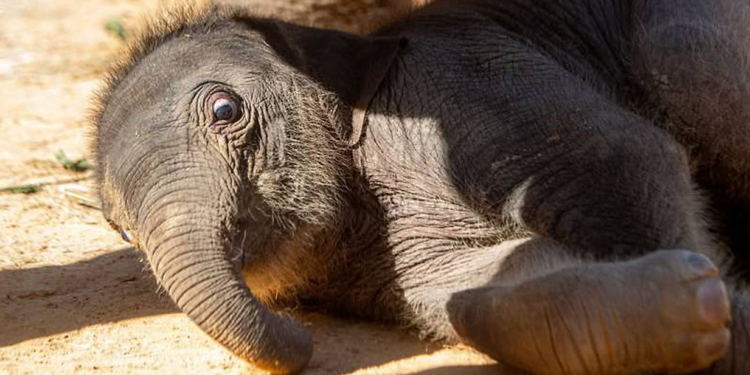Houston Zoo celebrates the holiday season with baby animals