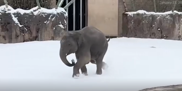 Zoo animals in Houston delight in a rare snowy day.