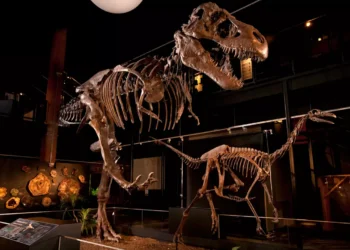 Top Family-Friendly Activities to Enjoy with Kids in Sugar Land, Texas